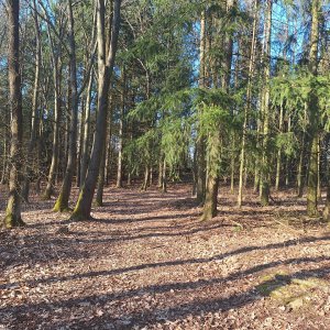 Cyklista 73 na vrcholu Hradčanská hůrka - SV vrchol (20.3.2025 15:51)