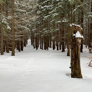 Alexandr Starý na vrcholu Polka JV (5.3.2022 11:10)