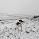 Figgo on peak Mastník (5.1.2025)