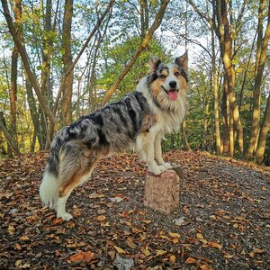 Jiří Králík na vrcholu Roháč (19.10.2024 16:25)