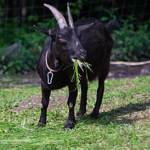 Dobros na vrcholu Kotař - Salaš (26.5.2018 15:55)