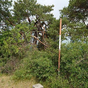 Nojby on the summit of Nečtinský Špičák (16.6.2022 12:42)