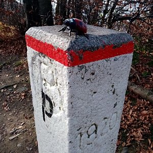 Jiřina na vrcholu Velký Stožek / Stożek Wielki (1.11.2022 10:11)