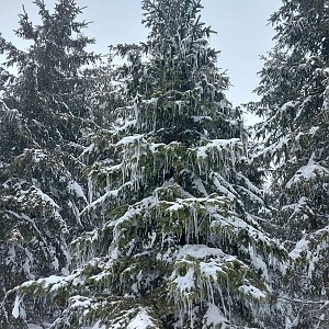 Evík na vrcholu Huserka  (23.3.2021 12:33)
