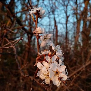 Jiřina na vrcholu Homole (11.4.2022 19:25)