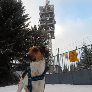 Figgo on the summit of Modřínovec (12.12.2021 9:20)