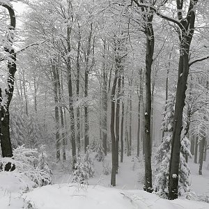 Martin Mohyla na vrcholu Folvark (28.1.2021 12:18)