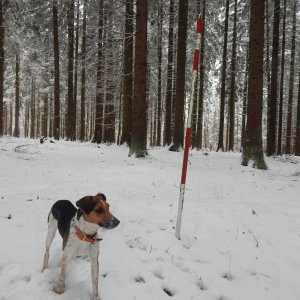 Figgo on the summit of U Březové paseky (12.12.2021 11:35)