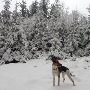 Figgo on the summit of Nad Lískovcem (12.12.2021 11:15)