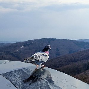 Michal Opršal na vrcholu Kelčský Javorník (21.4.2021 16:23)