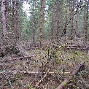 Nojby na vrcholu Stříbrný vrch (15.4.2022 12:30)