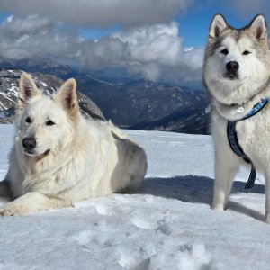 Iwet na vrcholu Hochschwab (19.4.2025 15:32)