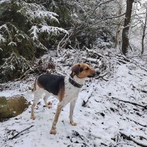 Figgo na vrcholu Panský vrch (3.1.2025 11:10)