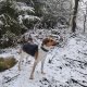 Figgo on peak Panský vrch (3.1.2025)