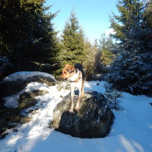 Figgo na vrcholu Pšeniční vrch (12.2.2022 10:50)