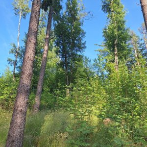 Cyklista 73 na vrcholu Nad Raubířskými skalami (17.6.2025 17:32)