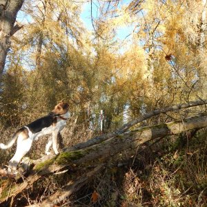 Figgo na vrcholu Ovčí vrch (6.11.2021 13:20)