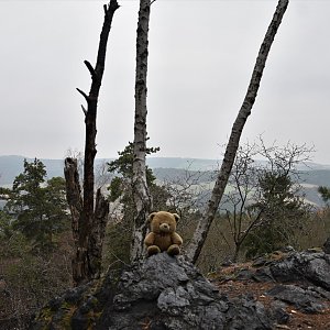 medvěd cestovate na vrcholu Světovina JV (21.11.2021 14:21)