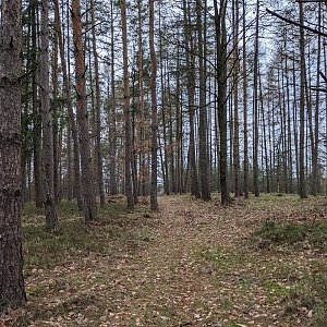 Eliška na vrcholu Nad Radčí (14.1.2023 14:30)