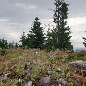 Nojby on the summit of Krudum (10.7.2025 10:25)