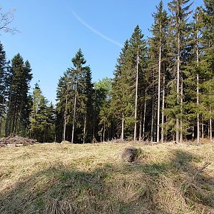 Nojby na vrcholu Jelínek (4.5.2022 9:37)