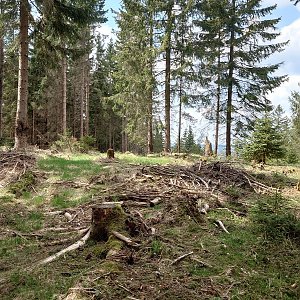 Nojby na vrcholu Nad Mlýnem (4.5.2022 12:23)