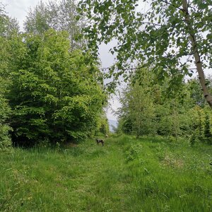 Šárka na vrcholu Čerchla V (21.5.2024 12:22)
