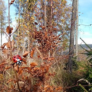 Jiřina na vrcholu Čupel SZ vrchol (1.11.2022 13:11)