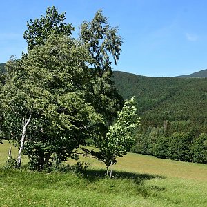 Kaktus na vrcholu Bršť (18.6.2022 10:22)