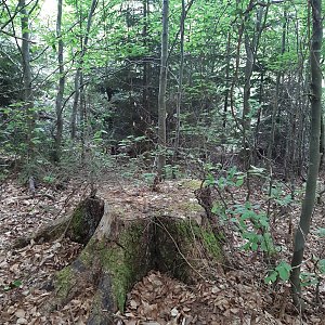 ZdenkaV na vrcholu Smradlava SV vrchol (22.5.2022 10:29)