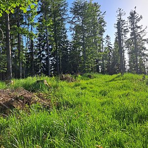 Horalka Anička na vrcholu Bendoszka Mała (18.6.2022)