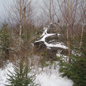 ZdenkaV on the summit of Brdo (1.1.2026 11:17)