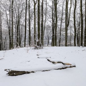 krupjan na vrcholu Strážník (1.1.2026 9:25)