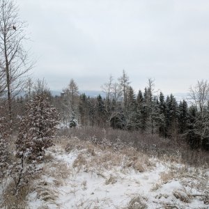 krupjan na vrcholu Bukový kopec (1.1.2026 10:43)