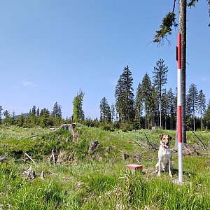 Figgo on the summit of Břemeno (27.5.2023 10:30)