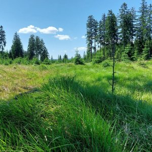 Mykas on the summit of Břemeno (1.7.2025 13:57)