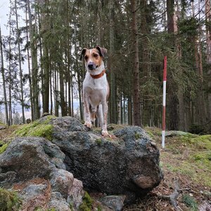 Figgo on the summit of Viewpoint (13.1.2024 10:30)