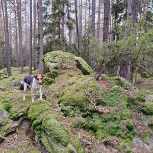 Figgo on the summit of Semeniště (13.1.2024 10:40)
