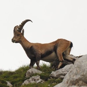 ThrasherVojti on the summit of Bovški Gamsovec (31.7.2012 14:02)