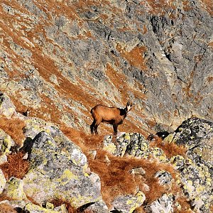 Martin Horáček na vrcholu Furkotský štít (3.10.2021 9:00)