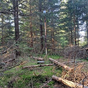 Horalka Anička na vrcholu Obrovec (11.8.2024 7:41)