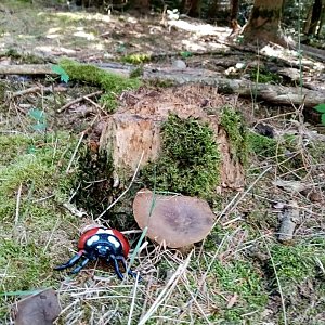 Jiřina na vrcholu Lopata (31.7.2022 11:40)