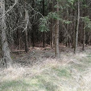 VěrkaN na vrcholu Ječný vrch JZ vrchol (26.7.2022 13:00)