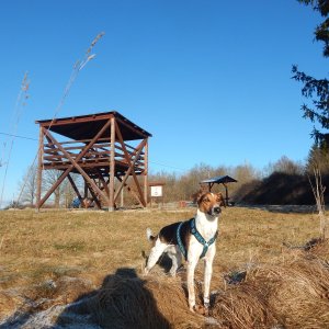 Podčeskoleská pahorkatina
