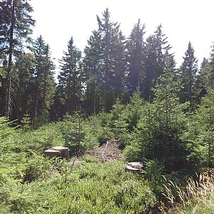 Nojby na vrcholu Špičák Z (11.8.2022 14:39)