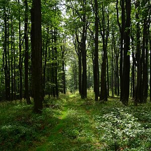 lubob na vrcholu Nořičí hora (26.7.2016 11:30)