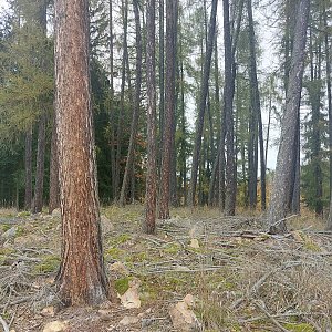 Cyklista 73 na vrcholu Spálená (26.10.2022 13:38)