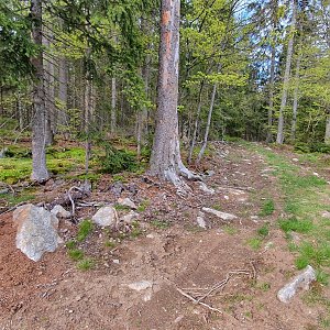 p_e_t_r_95 na vrcholu Zámecký les (30.5.2021 17:40)