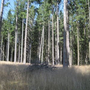 ZdenkaV on the summit of Červený kopec (29.7.2026 14:42)