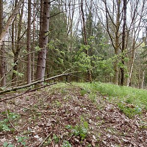Nojby on the summit of Srnčí hřbet (13.5.2023 14:30)